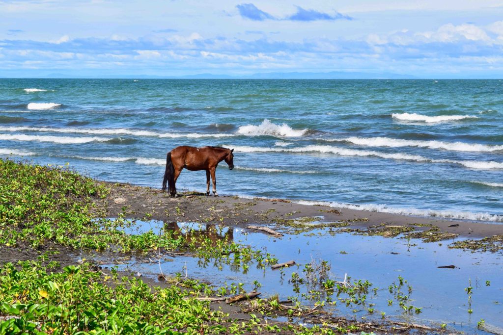 Horse on Santa Domingo beach