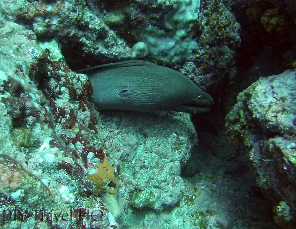 Moray Eel diving