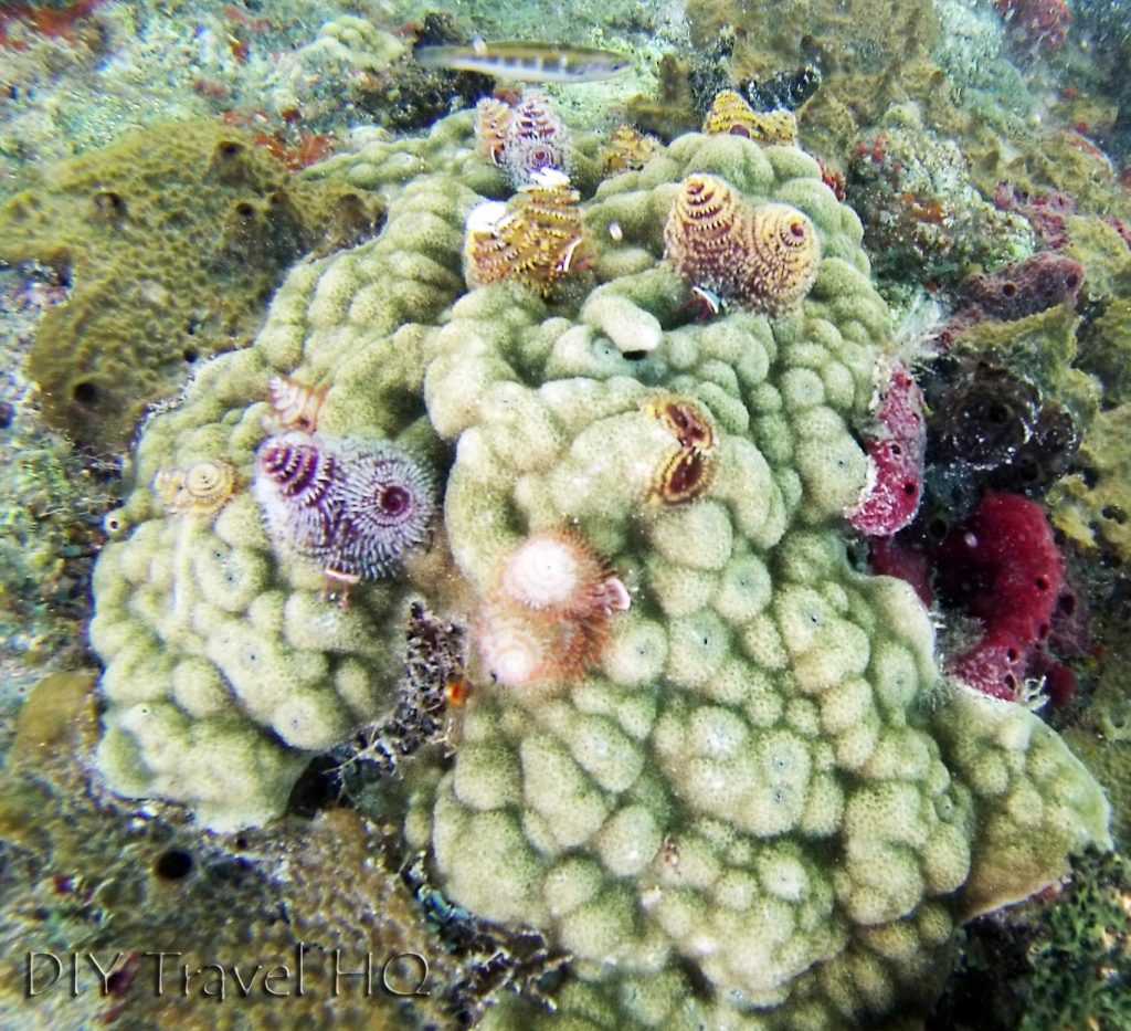 San Blas Icodub Reef Snorkeling