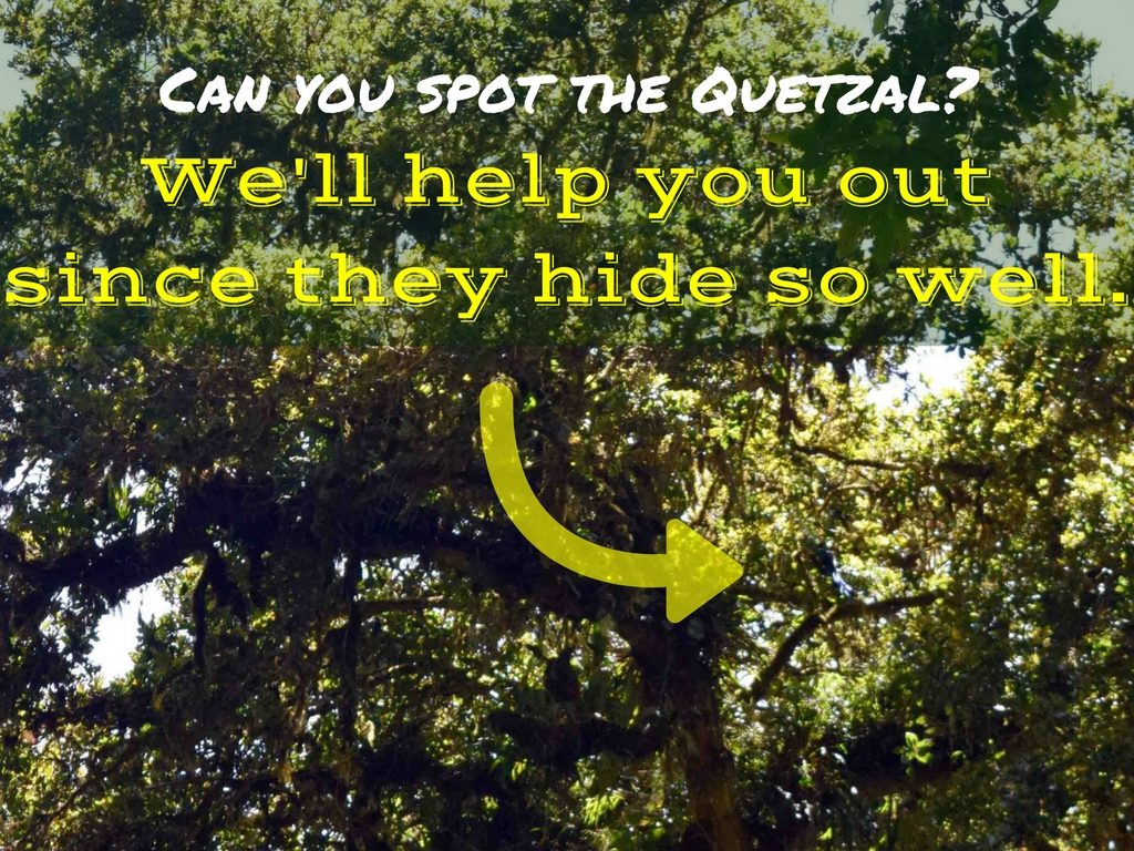 Can you spot the Quetzal-We'll help you out since they hide so well.