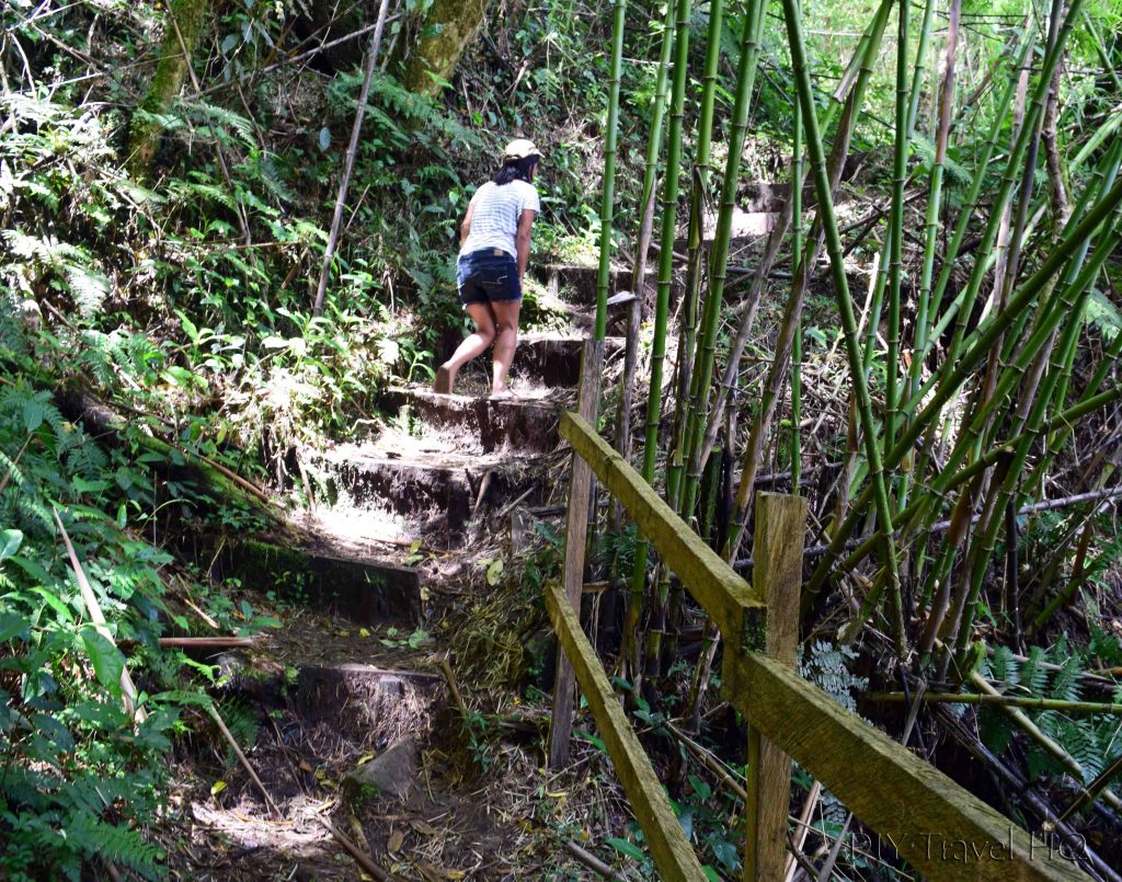 Climbing Stairs Sendero Los Quetzales Boquete Panama