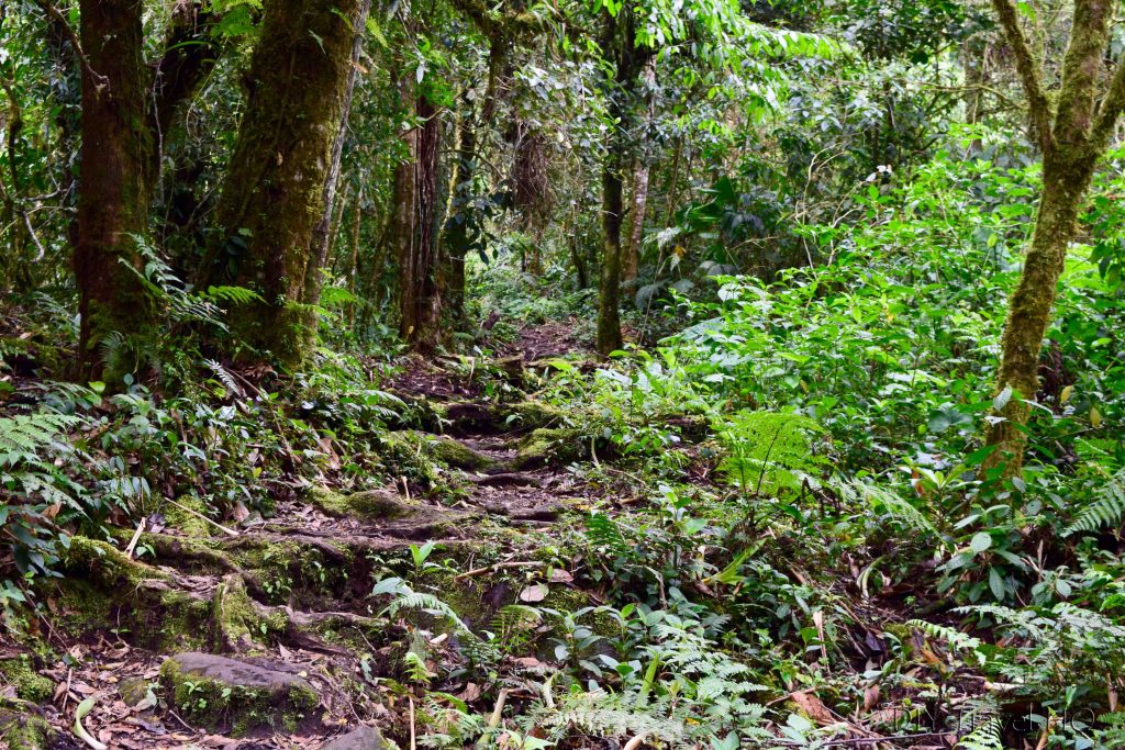 Sendero Los Quetzales Cloud Forest Trail