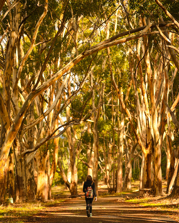 Women walking amongst tall trees trail - Adelaide hikes
