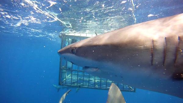 Shark face in front of diving cage - Unique things to do in Oahu