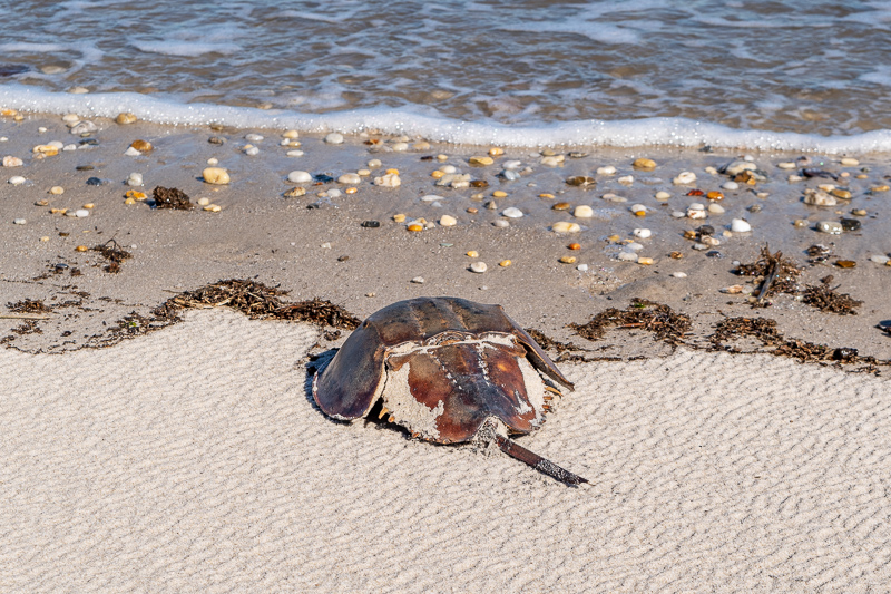 Pickering Beach Delaware Horseshoe Crab
