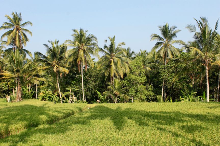 Ubud Rice Paddy Fields