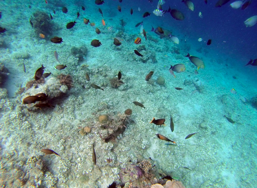 Fish underwater on Nusa Lembongan snorkel