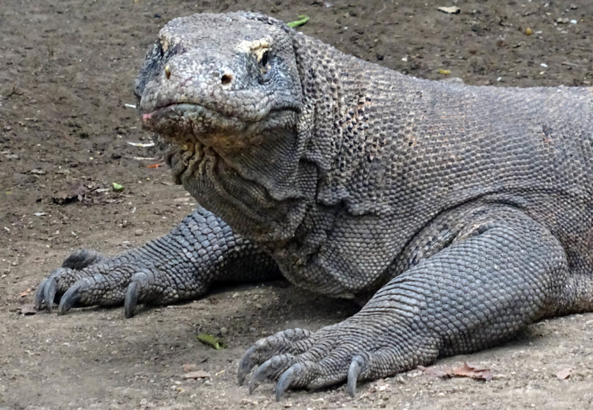 Komodo Dragon Up Close