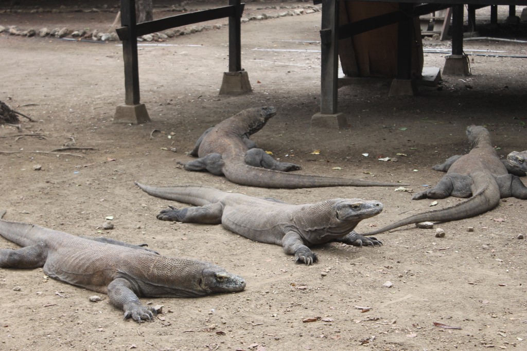 comodo dragon size comparison