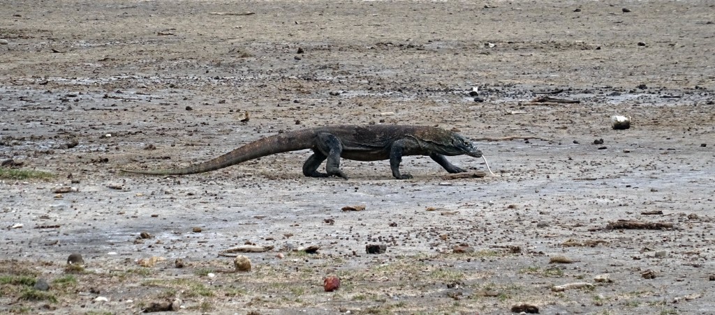 13 Interesting Facts About Komodo Dragons Diy Travel Hq