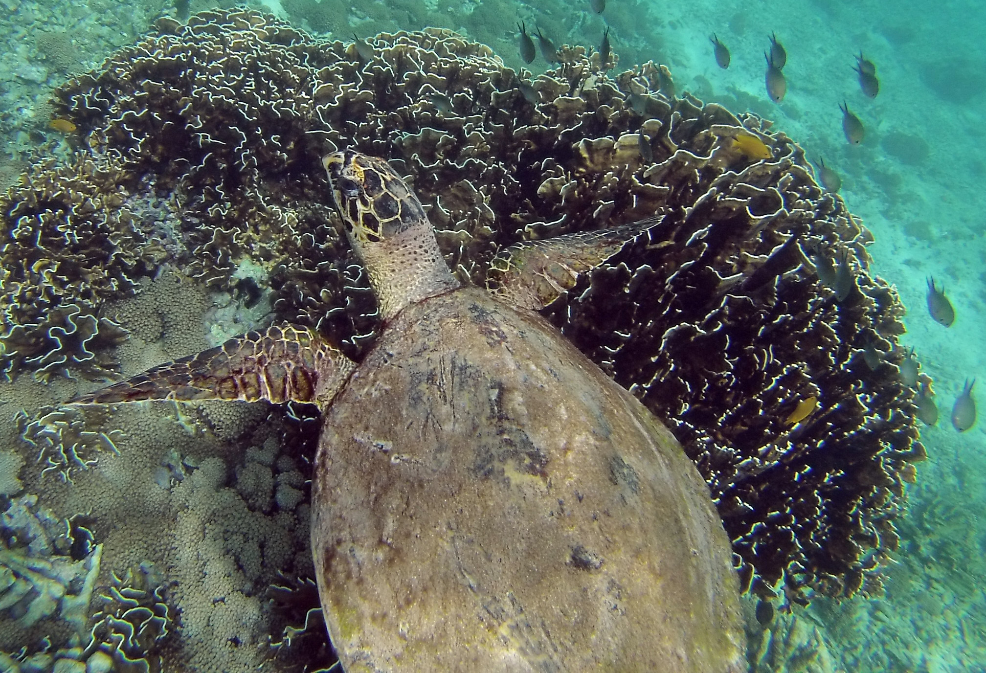 Pulau Weh Island Guide for Backpackers & Divers - DIY Travel HQ