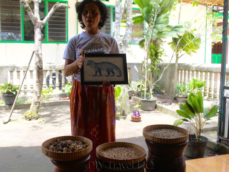 Where to Find Kopi Luwak in Indonesia DIY Travel HQ