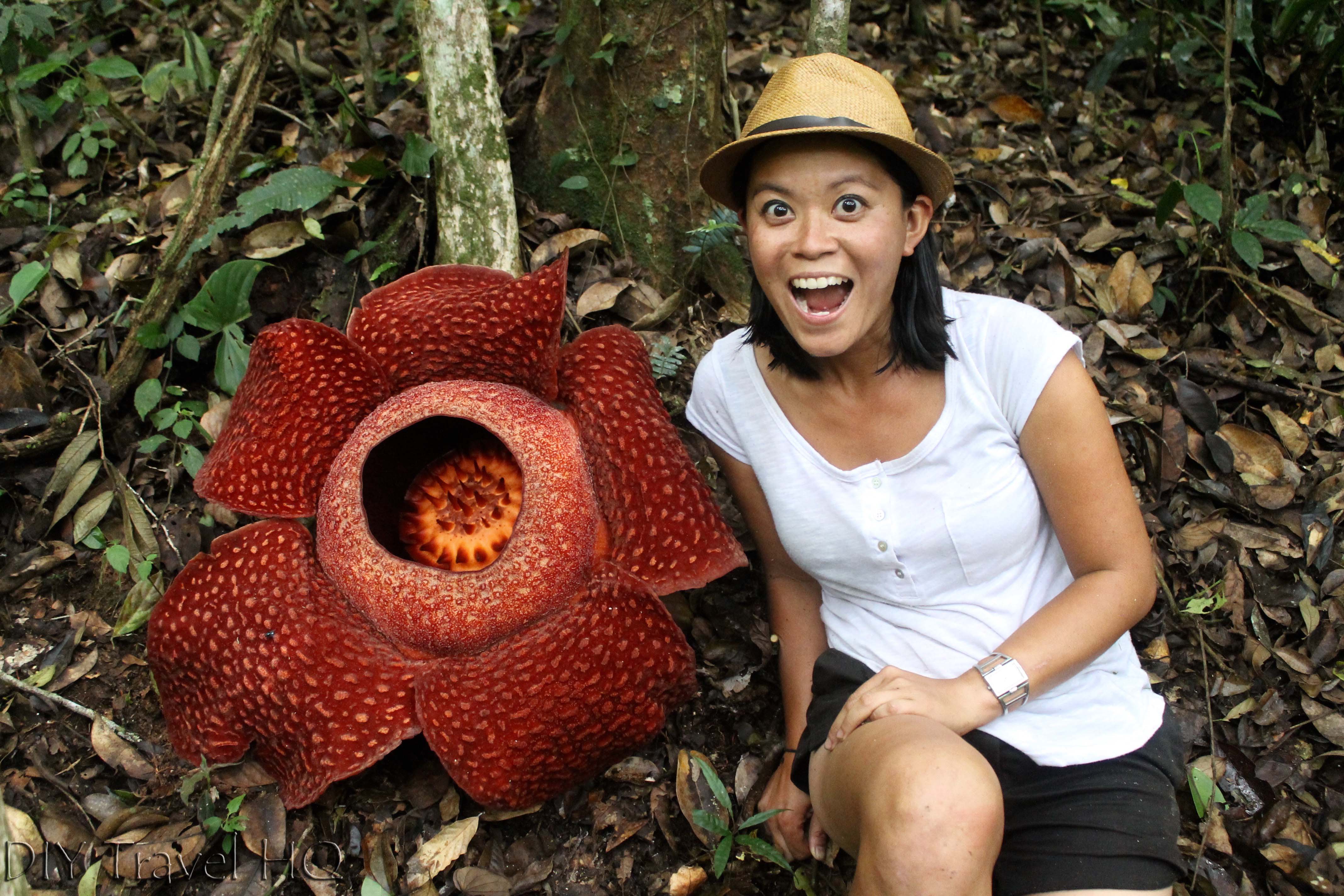 Where To Find The Rafflesia Flower In Indonesia Diy Travel Hq