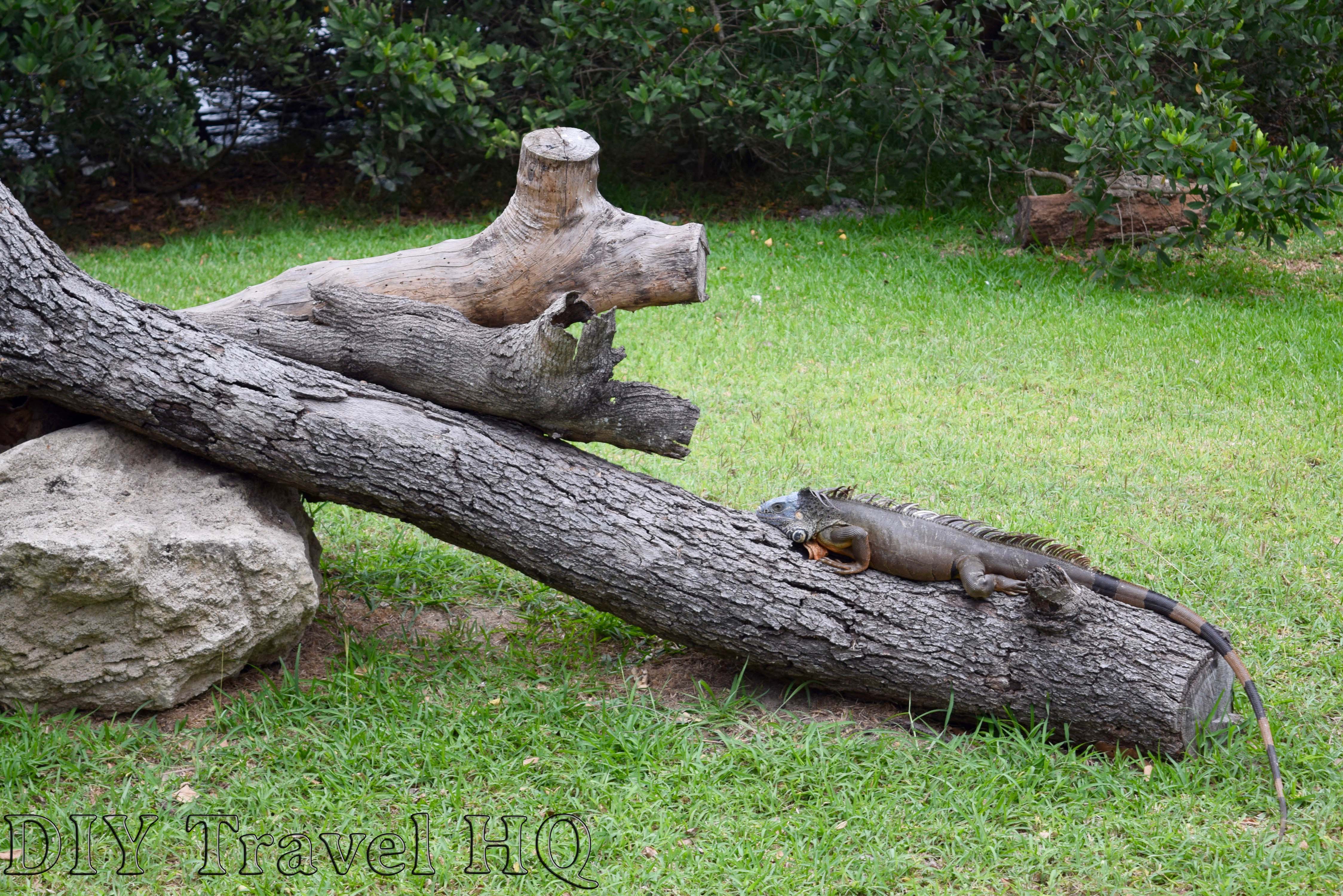 Things to do in Tampico: Crocodiles & Iguanas - DIY Travel HQ