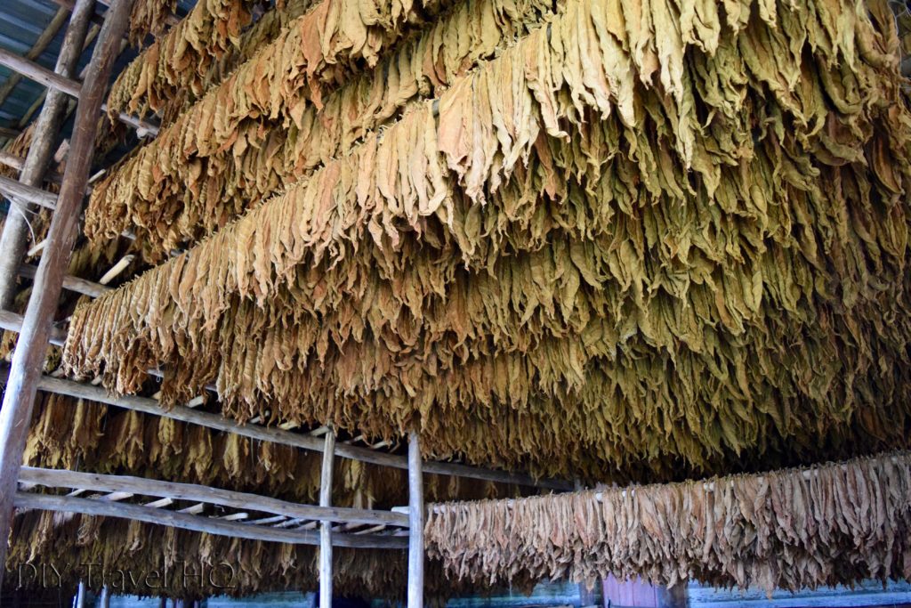 Tobacco Leaves Drying Robaina