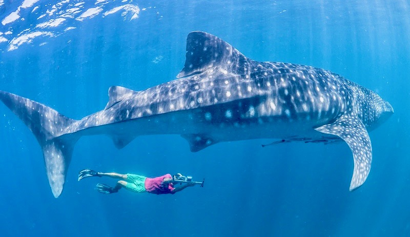 Budget Whale Shark Tours Isla Mujeres