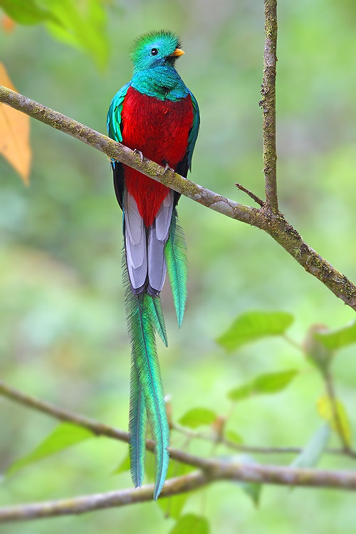 Resplendent-Quetzal.jpg