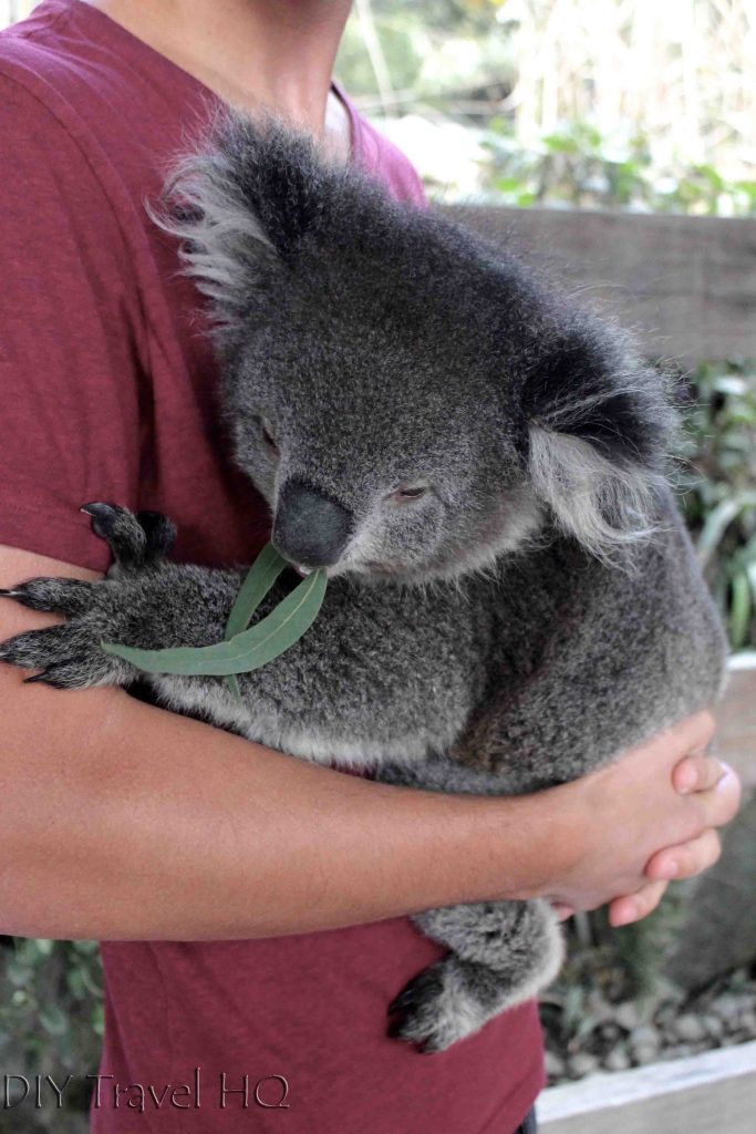 where-to-cuddle-a-koala-in-adelaide-gorge-wildlife-park-diy-travel-hq